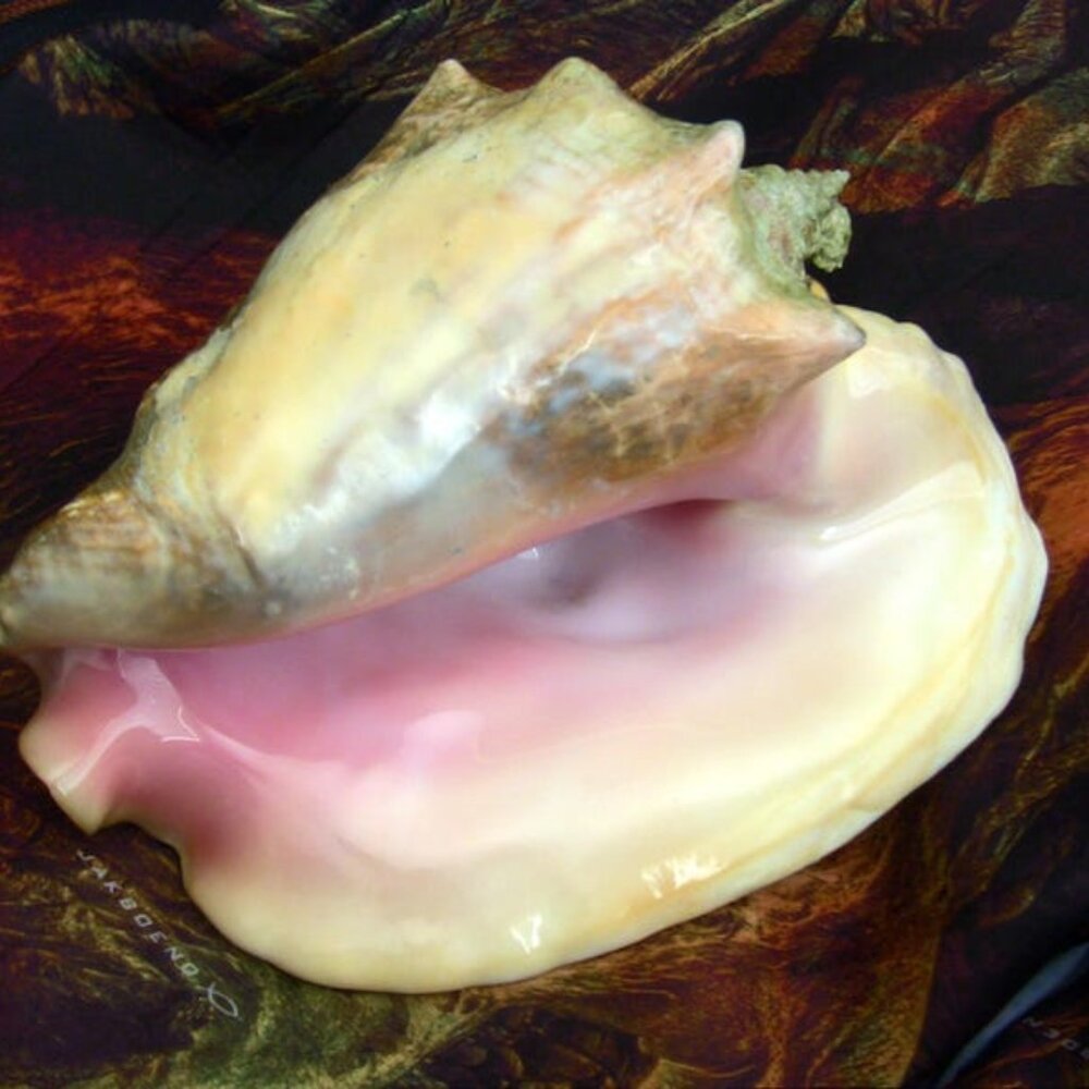 Top notch Queen Conch shell, 10.5" large, diver's finding for the most demanding